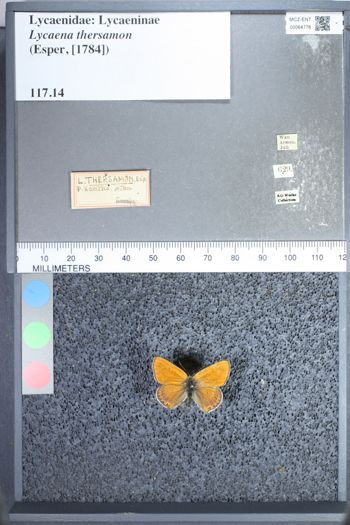 Media type: image;   Entomology 64776